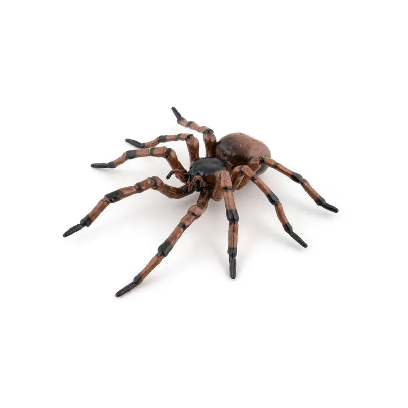 Araña común