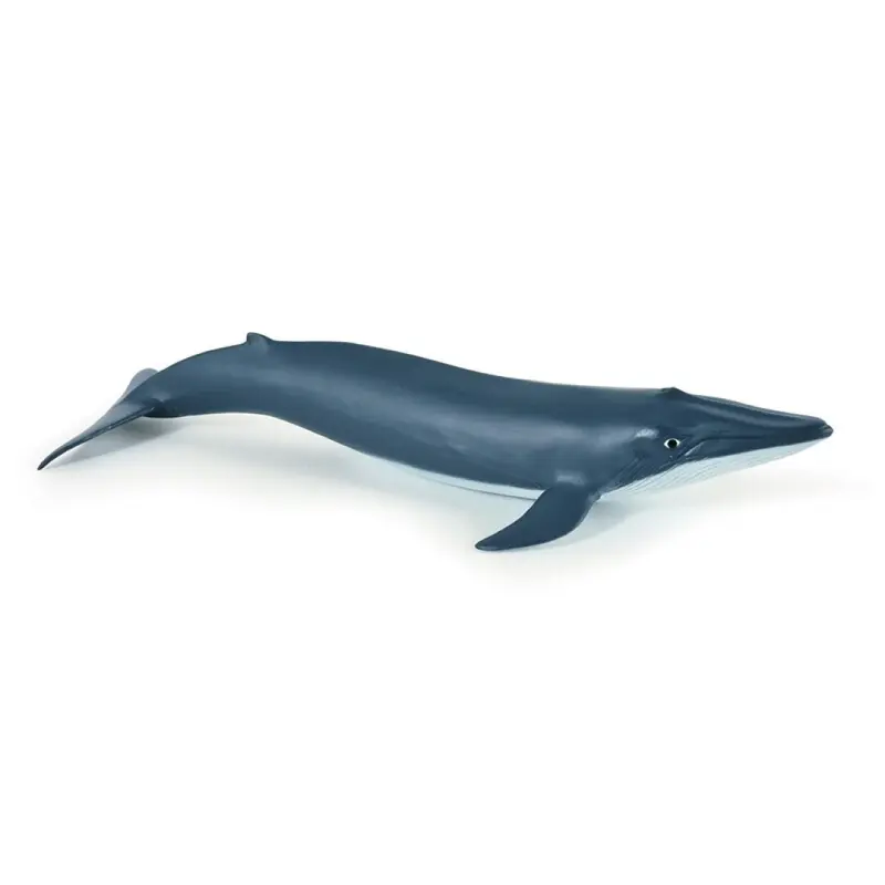 Bebe Ballena Azul