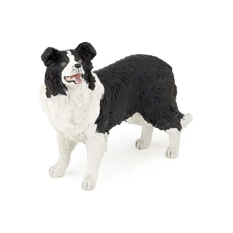 Bordes Collie