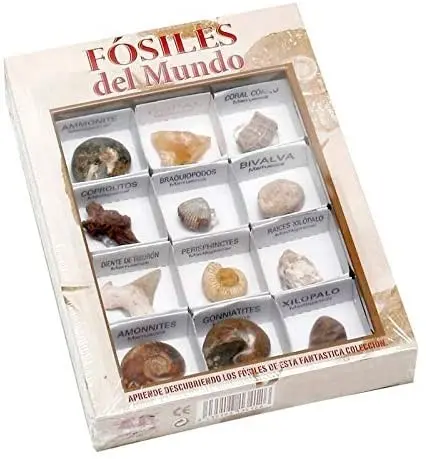 Caja de fosiles del mundo nº1 - Kunugi