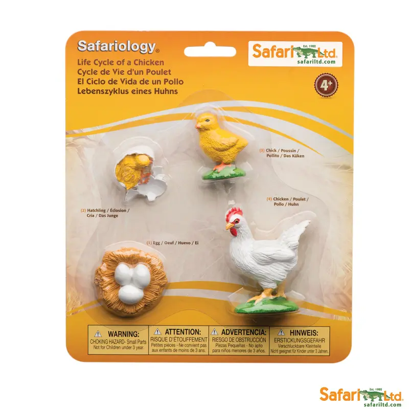 Ciclo vida de un pollo - safari