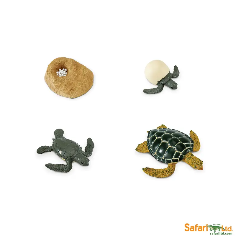 Ciclo vida tortuga - safari