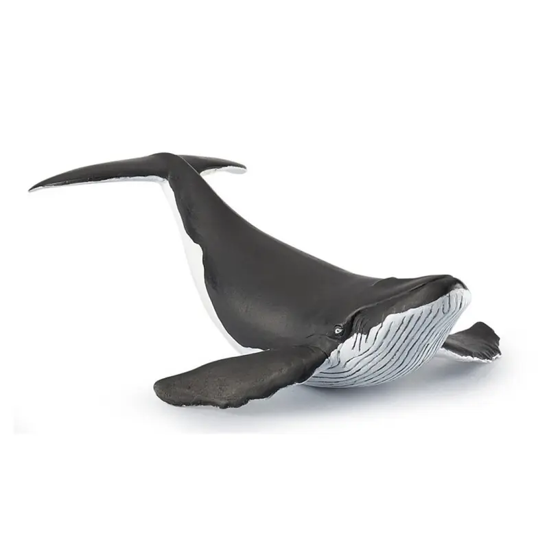 Cria de Ballena