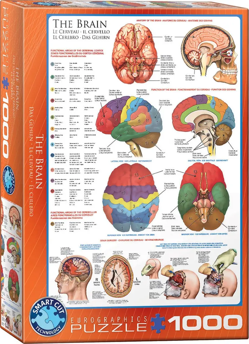 El cerebro