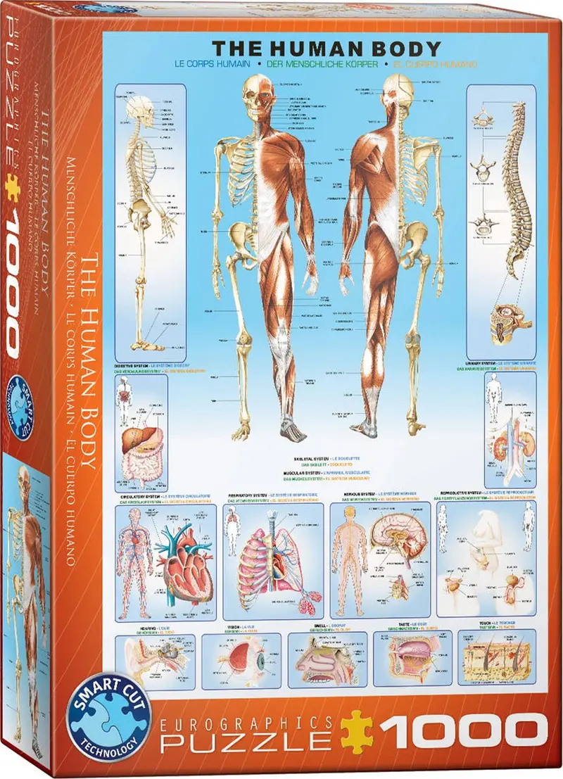 El cuerpo humano