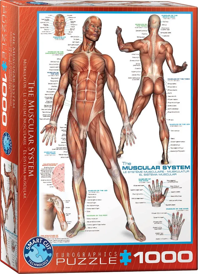 El sistema muscular