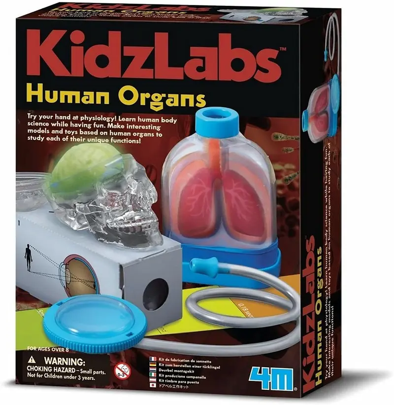 Juego para aprender funciones de organos, human organs ciencia - 4M (00-03374)