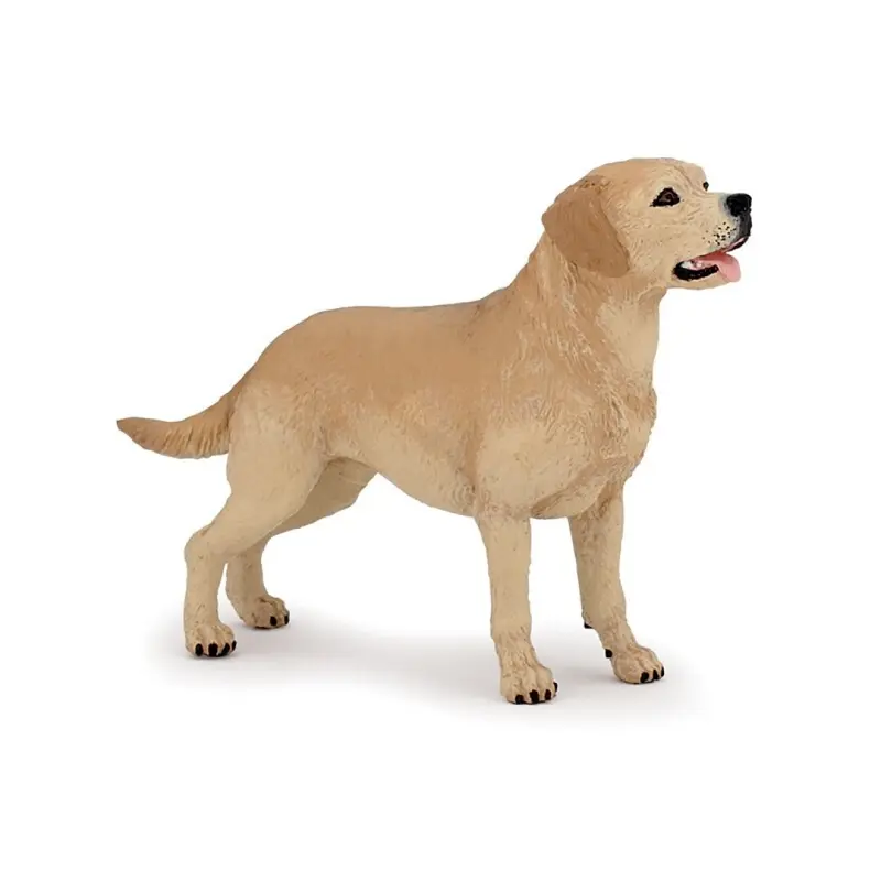 Labrador