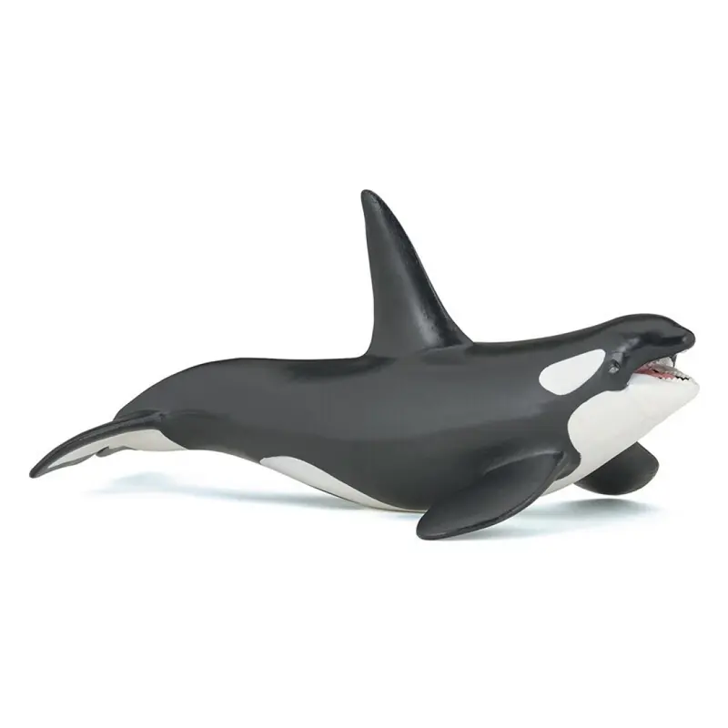 Orca