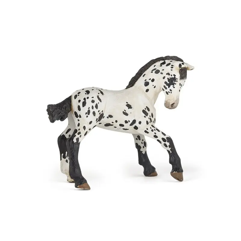 Potro Appaloosa negro