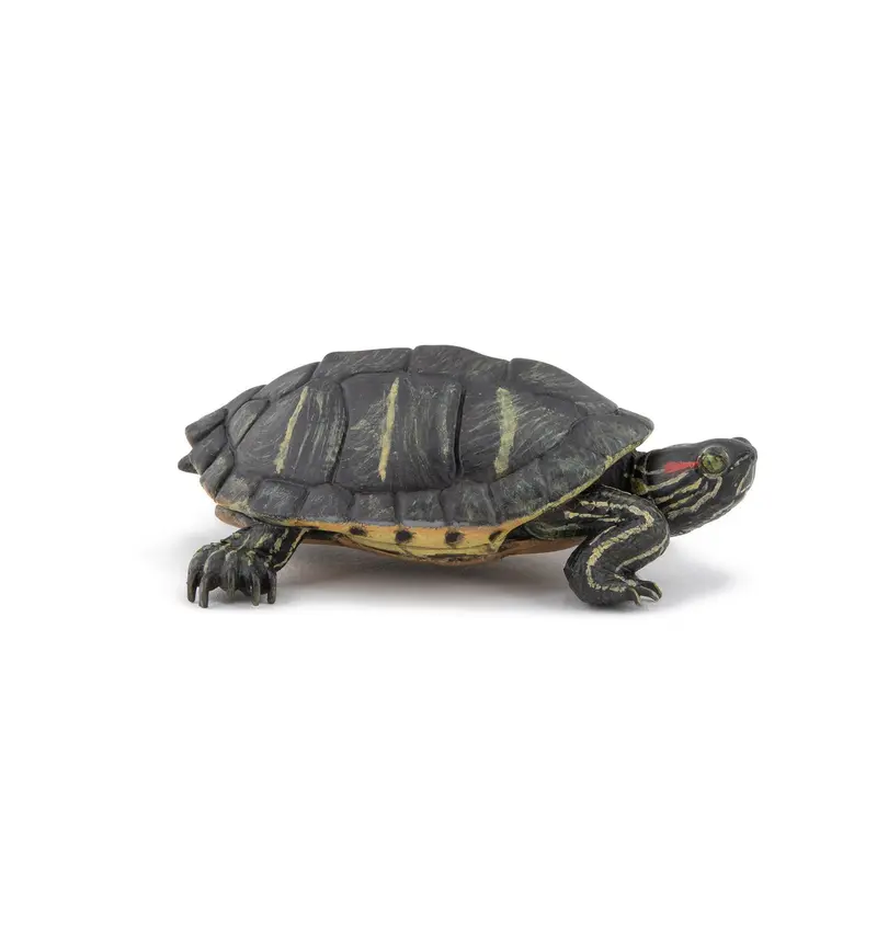 Tortuga de Florida