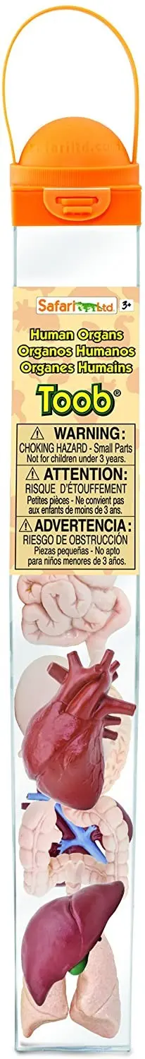 Tubo órganos del cuerpo humano - Safari